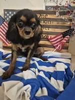 sweet pea, a female Cavalier King Charles Spaniel for sale in West Plains, MO – 4 of 4