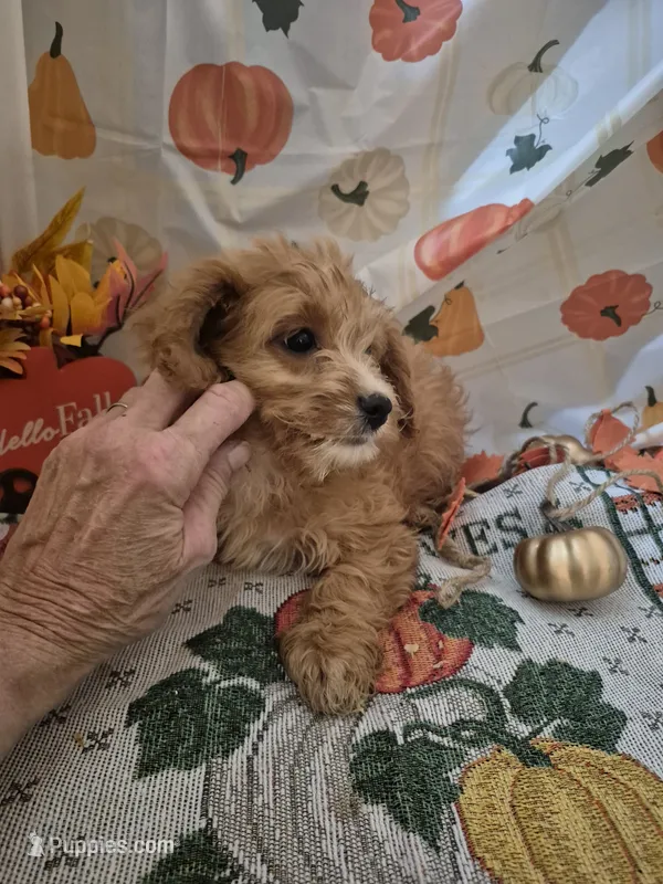Teddy bear – Cavapoo puppy for sale in West Plains, MO