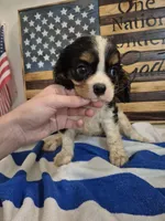 princess, a female Cavalier King Charles Spaniel for sale in West Plains, MO – 3 of 3