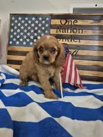 minnie, a female Cavalier King Charles Spaniel for sale in West Plains, MO – 2 of 2
