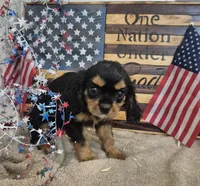 sweet pea, a female Cavalier King Charles Spaniel for sale in West Plains, MO – 1 of 3