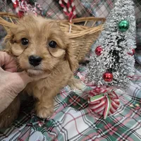 Bailey, a female Cavapoo for sale in West Plains, MO – Photo 1 of 2