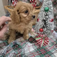Bailey, a female Cavapoo for sale in West Plains, MO – Photo 2 of 2