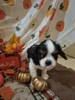 prince charles, a male Cavalier King Charles Spaniel for sale in West Plains, MO – 4 of 5