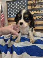 princess, a female Cavalier King Charles Spaniel for sale in West Plains, MO – 2 of 3