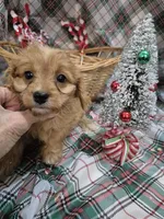 Bailey, a female Cavapoo for sale in West Plains, MO – Photo 1 of 2