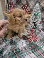 Bailey, a female Cavapoo for sale in West Plains, MO – Photo 2 of 2