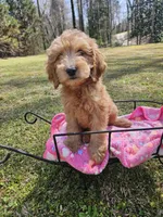 Orange female (Clementine), a female Goldendoodle for sale in Gaffney, SC – Photo 1 of 4