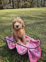 Orange female (Clementine), a female Goldendoodle for sale in Gaffney, SC – Photo 3 of 4