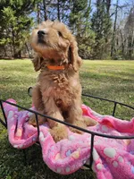 Orange female (Clementine), a female Goldendoodle for sale in Gaffney, SC – Photo 4 of 4