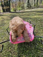 Orange female (Clementine), a female Goldendoodle for sale in Gaffney, SC – Photo 2 of 4