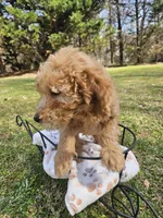 Blue male (Bowen), a male Goldendoodle for sale in Gaffney, SC – Photo 1 of 2