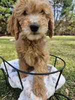 Blue male (Bowen), a male Goldendoodle for sale in Gaffney, SC – Photo 2 of 2