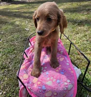 Yellow female, a female Goldendoodle for sale in Gaffney, SC – Photo 2 of 3