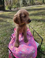 Yellow female, a female Goldendoodle for sale in Gaffney, SC – Photo 1 of 3