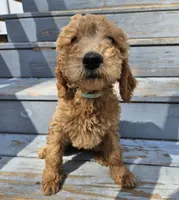 green male (Studley), a male Goldendoodle for sale in Gaffney, SC – Photo 1 of 2