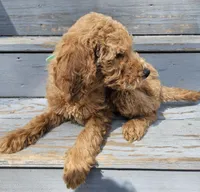 green male (Studley), a male Goldendoodle for sale in Gaffney, SC – Photo 2 of 2