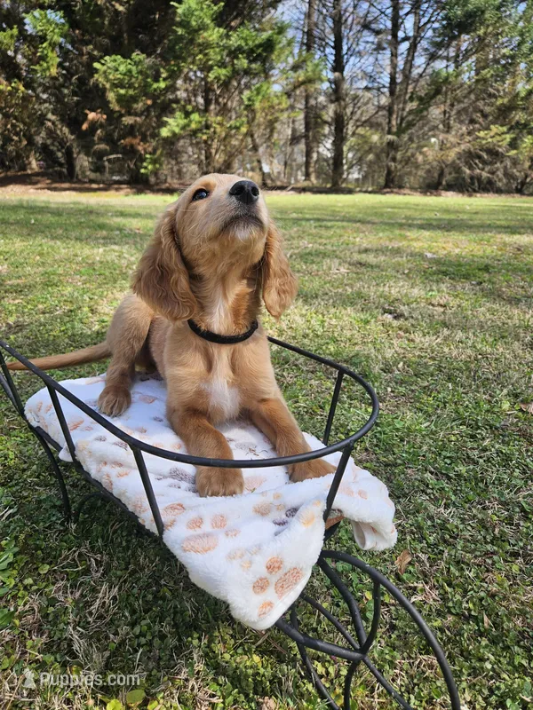 Black male – Goldendoodle puppy for sale in Gaffney, SC