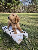 Black male, a male Goldendoodle for sale in Gaffney, SC – Photo 2 of 3