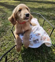 Red male (Cob), a male Goldendoodle for sale in Gaffney, SC – Photo 2 of 2