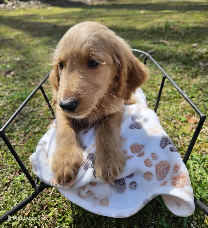 Red male (Cob) – Goldendoodle puppy for sale in Gaffney, SC