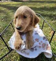 Red male (Cob), a male Goldendoodle for sale in Gaffney, SC – Photo 1 of 2