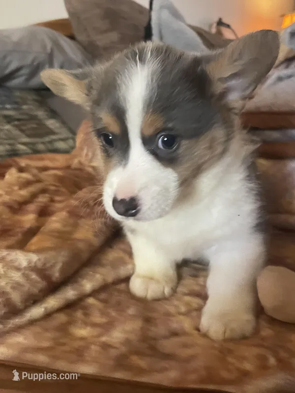Macey, a female Pembroke Welsh Corgi for sale in Tucson, AZ – Photo 1 of 2