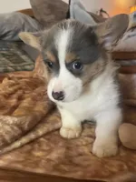 Macey, a female Pembroke Welsh Corgi for sale in Tucson, AZ – Photo 1 of 2