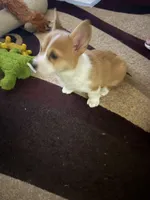 Emily, a female Pembroke Welsh Corgi for sale in Tucson, AZ – Photo 8 of 8