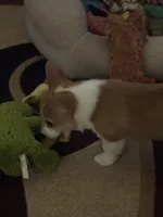 Emily, a female Pembroke Welsh Corgi for sale in Tucson, AZ – Photo 3 of 8