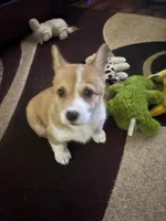 Emily, a female Pembroke Welsh Corgi for sale in Tucson, AZ – Photo 7 of 8