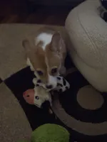 Emily, a female Pembroke Welsh Corgi for sale in Tucson, AZ – Photo 5 of 8