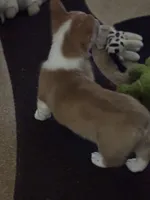 Emily, a female Pembroke Welsh Corgi for sale in Tucson, AZ – Photo 2 of 8