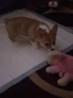 Emily, a female Pembroke Welsh Corgi for sale in Tucson, AZ – Photo 6 of 8