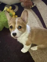 Emily, a female Pembroke Welsh Corgi for sale in Tucson, AZ – Photo 1 of 8