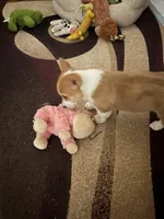 Emily, a female Pembroke Welsh Corgi for sale in Tucson, AZ – Photo 4 of 8