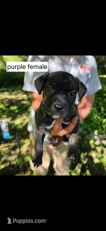 Purple female – Neapolitan Mastiff, Cane Corso puppy for sale in Akron, OH