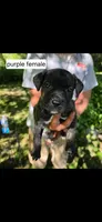 Purple female, a female Neapolitan Mastiff and Cane Corso for sale in Hartville, OH – 1 of 2