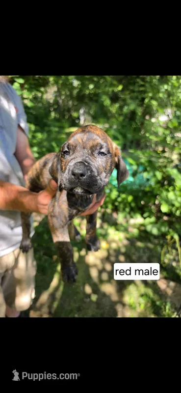 Red male – Neapolitan Mastiff, Cane Corso puppy for sale in Akron, OH