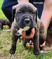 Only female left, a female Neapolitan Mastiff and Cane Corso for sale in Akron, OH – 1 of 2