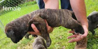 Only female left, a female Neapolitan Mastiff and Cane Corso for sale in Akron, OH – 2 of 2