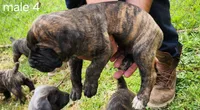 Male 4, a male Neapolitan Mastiff and Cane Corso for sale in Akron, OH – 2 of 2