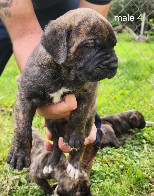 Male 4 – Neapolitan Mastiff, Cane Corso puppy for sale in Akron, OH