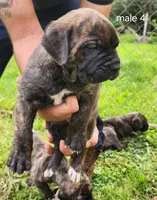 Male 4, a male Neapolitan Mastiff and Cane Corso for sale in Akron, OH – 1 of 2