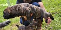 Male 2, a male Neapolitan Mastiff and Cane Corso for sale in Akron, OH – 2 of 2
