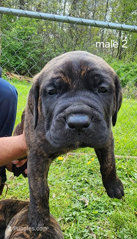 Male 2 – Neapolitan Mastiff, Cane Corso puppy for sale in Akron, OH