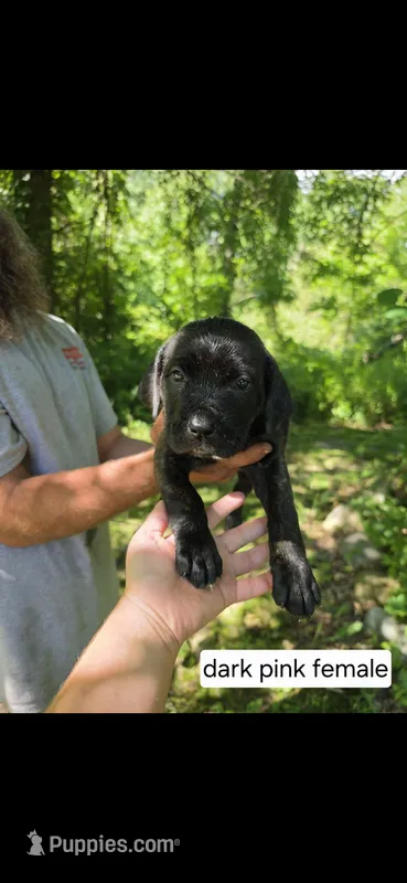 Dark pink female – Neapolitan Mastiff, Cane Corso puppy for sale in Akron, OH
