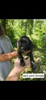 Dark pink female, a female Neapolitan Mastiff and Cane Corso for sale in Hartville, OH – 1 of 2