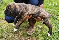 Male 1, a male Neapolitan Mastiff and Cane Corso for sale in Akron, OH – 2 of 2
