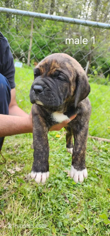 Male 1 – Neapolitan Mastiff, Cane Corso puppy for sale in Akron, OH